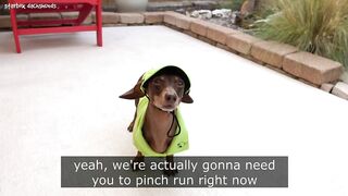 Starbox Dachshunds Compilation Chapter 95