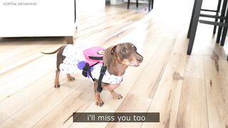 Starbox Dachshunds Compilation Chapter 95