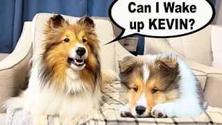 "Can I Wake up KEVIN?" ????????❤️ a Hilarious Biscuit Talky Compilation on Cricket the sheltie Chronicles