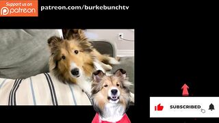 "Can I Wake up KEVIN?" ????????❤️ a Hilarious Biscuit Talky Compilation on Cricket the sheltie Chronicles