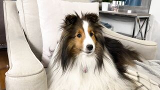 "Can I Wake up KEVIN?" ????????❤️ a Hilarious Biscuit Talky Compilation on Cricket the sheltie Chronicles