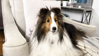 "Can I Wake up KEVIN?" ????????❤️ a Hilarious Biscuit Talky Compilation on Cricket the sheltie Chronicles