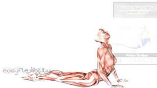YOGA SUN SALUTATIONS SEQUENCE MUSCLE ANATOMY ANIMATION ROUTINE ON HOW TO DO SUN SALUTATIONS IN YOGA