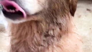 Happy life of golden retriever in the countryside????Funny dog ​​kisses goat????