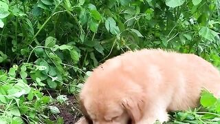 Happy life of golden retriever in the countryside????Funny dog ​​kisses goat????