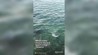 Humpback whale swims near Long Island beach