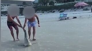 Video: Men catch shark at Florida beach, stab it in the head -- here's why it's legal