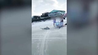 Men drag shark across Florida beach and stab it in the head