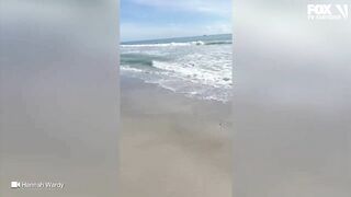 Video: Shark spotted swimming just feet from shore at Florida beach