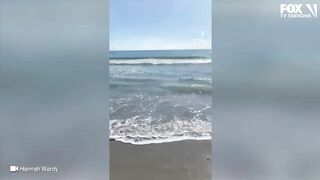 Video: Shark spotted swimming just feet from shore at Florida beach