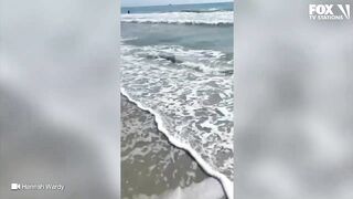 Video: Shark spotted swimming just feet from shore at Florida beach