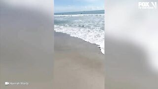 Video: Shark spotted swimming just feet from shore at Florida beach