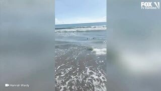 Video: Shark spotted swimming just feet from shore at Florida beach