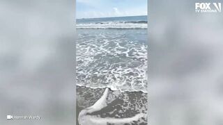 Video: Shark spotted swimming just feet from shore at Florida beach