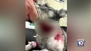 Miami Beach dog attack has woman furious, wants owner to take responsibility