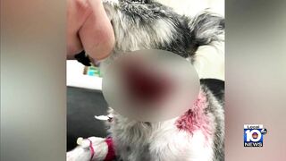 Miami Beach dog attack has woman furious, wants owner to take responsibility