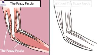 The Fascia and the Importance of Stretching to Restore Ease of Movement