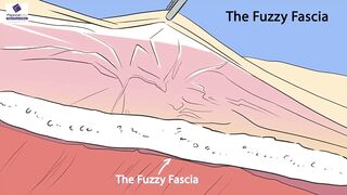 The Fascia and the Importance of Stretching to Restore Ease of Movement