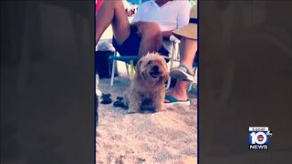 Family loses dog during beach day in South Florida