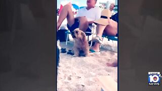 Family loses dog during beach day in South Florida