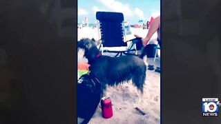 Family loses dog during beach day in South Florida