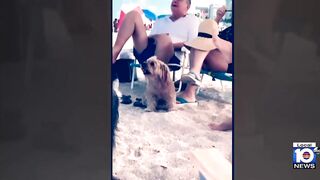 Family loses dog during beach day in South Florida