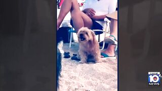 Family loses dog during beach day in South Florida