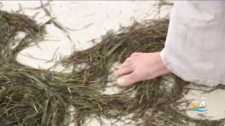 Thousands of volunteers expected at South Florida beaches for International Coastal Cleanup