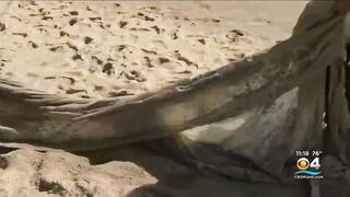 Thousands of volunteers expected at South Florida beaches for International Coastal Cleanup