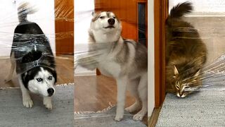 I Pranked My Huskies And Cats And They Took Revenge On Me! Dogs and Cats VS Invisible Wall