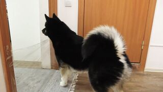 I Pranked My Huskies And Cats And They Took Revenge On Me! Dogs and Cats VS Invisible Wall