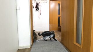 I Pranked My Huskies And Cats And They Took Revenge On Me! Dogs and Cats VS Invisible Wall