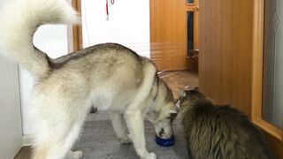 I Pranked My Huskies And Cats And They Took Revenge On Me! Dogs and Cats VS Invisible Wall