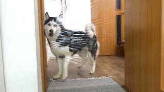 I Pranked My Huskies And Cats And They Took Revenge On Me! Dogs and Cats VS Invisible Wall