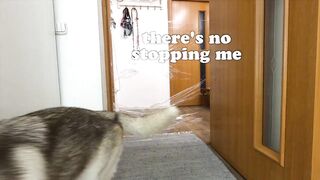 I Pranked My Huskies And Cats And They Took Revenge On Me! Dogs and Cats VS Invisible Wall