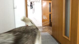 I Pranked My Huskies And Cats And They Took Revenge On Me! Dogs and Cats VS Invisible Wall