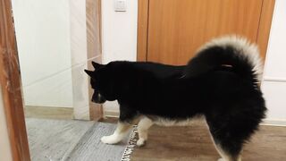 I Pranked My Huskies And Cats And They Took Revenge On Me! Dogs and Cats VS Invisible Wall