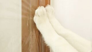 I Pranked My Huskies And Cats And They Took Revenge On Me! Dogs and Cats VS Invisible Wall