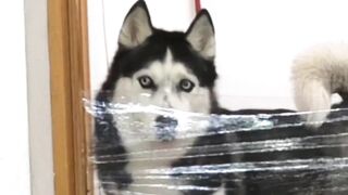 I Pranked My Huskies And Cats And They Took Revenge On Me! Dogs and Cats VS Invisible Wall