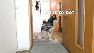 I Pranked My Huskies And Cats And They Took Revenge On Me! Dogs and Cats VS Invisible Wall