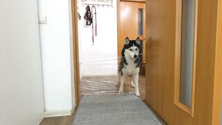 I Pranked My Huskies And Cats And They Took Revenge On Me! Dogs and Cats VS Invisible Wall