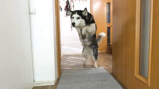 I Pranked My Huskies And Cats And They Took Revenge On Me! Dogs and Cats VS Invisible Wall