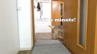 I Pranked My Huskies And Cats And They Took Revenge On Me! Dogs and Cats VS Invisible Wall