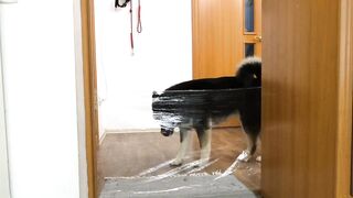 I Pranked My Huskies And Cats And They Took Revenge On Me! Dogs and Cats VS Invisible Wall