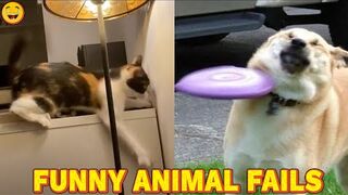Funny Animal Fails Compilation Videos | Try Not To Laugh Watching | More Than Laugh