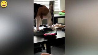 Funny Animal Fails Compilation Videos | Try Not To Laugh Watching | More Than Laugh