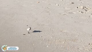 Best beach in New Jersey - Cape May