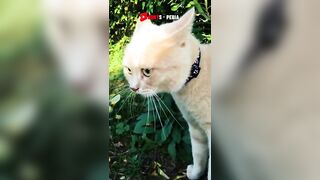 Best Dog & Cat????Funny Compilation | Epic Fails Video????| Funniest & Cutest Pets Viral Clips, Animals 03