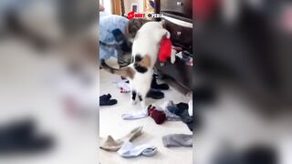 Best Dog & Cat????Funny Compilation | Epic Fails Video????| Funniest & Cutest Pets Viral Clips, Animals 03