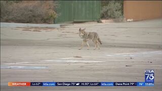 Huntington Beach coyote attack lawsuit